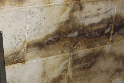 Misconception about mold growth