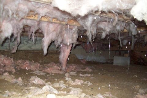 Mold in crawl space