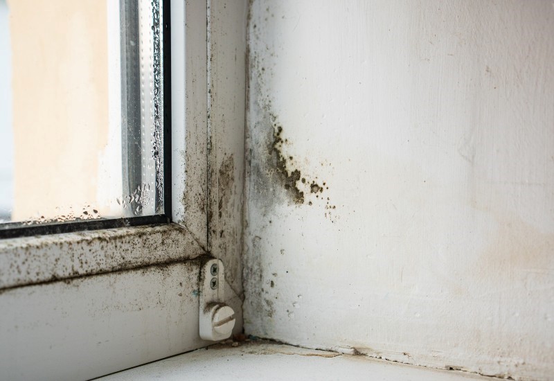 Black mold on a white wall in the corner of a home near a window in Milwaukee, WI