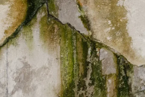 Mold growth on the wall of a Milwaukee, WI area basement